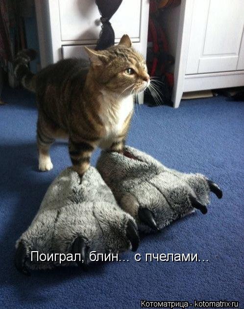 Поиграл, блин... с пчелами...... Котоматрица: Поиграл, блин... с пчелами...