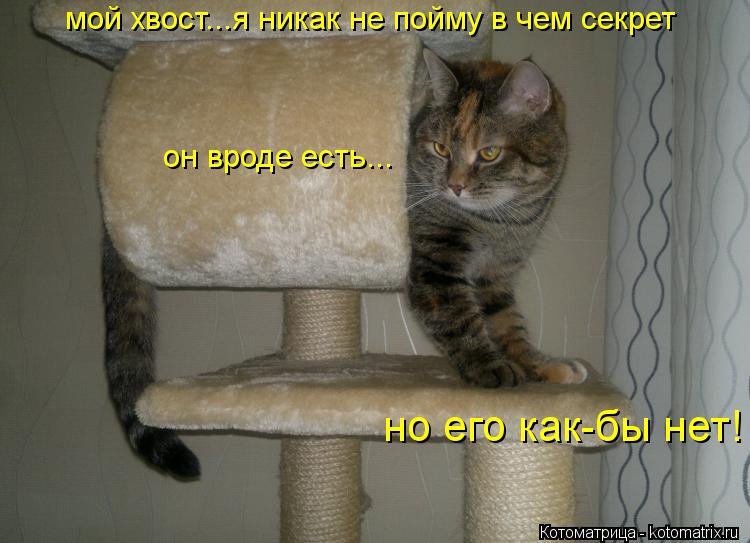 мой хвост...я никак не пойму в чем секрет он вроде есть... но его как-бы нет!... Котоматрица: мой хвост...я никак не пойму в чем секрет он вроде есть... но его как-бы нет!
