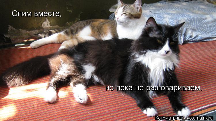 Котоматрица: Спим вместе,  но пока не разговариваем.