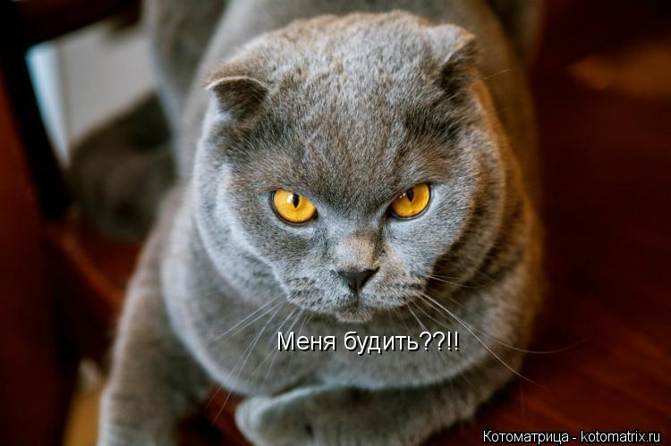 Меня будить??!!... Котоматрица: Меня будить??!!