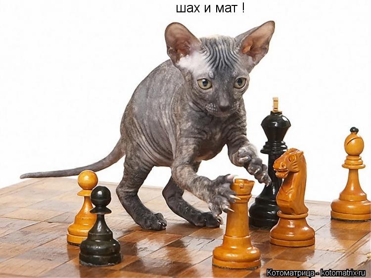 шах и мат !... Котоматрица: шах и мат !