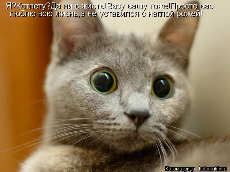 Я?Котлету?Да ни в жисть!Вазу вашу тоже!Просто вас люблю всю жизнь,а не уставился с наглой рожей!... Котоматрица: Я?Котлету?Да ни в жисть!Вазу вашу тоже!Просто вас люблю всю жизнь,а не уставился с наглой рожей!