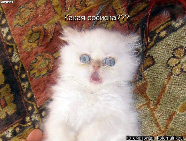 Какая сосиска???... Котоматрица: Какая сосиска???