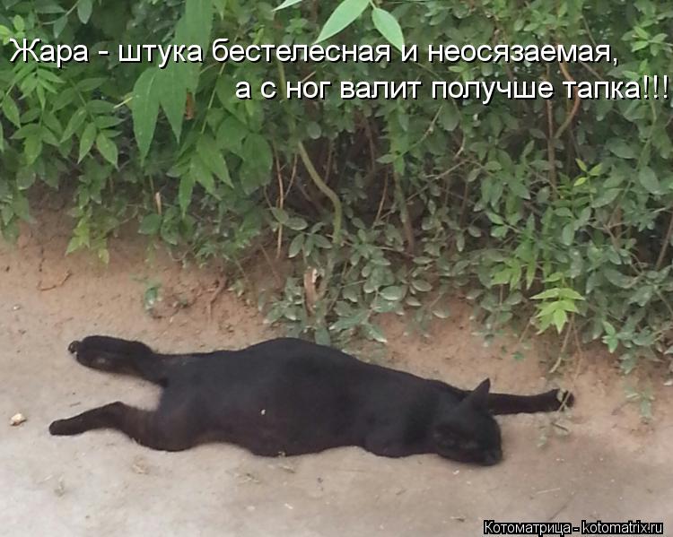 Жара - штука бестелесная и неосязаемая, а с ног валит получше тапка!!!... Котоматрица: Жара - штука бестелесная и неосязаемая, а с ног валит получше тапка!!!