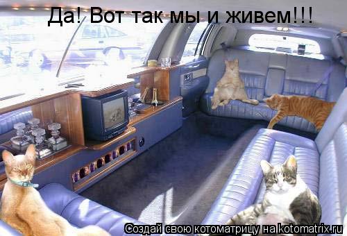 Да! Вот так мы и живем!!!... Котоматрица: Да! Вот так мы и живем!!!