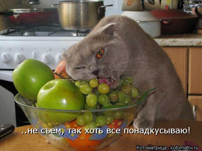 Котоматрица: ..не съем, так хоть все понадкусываю!