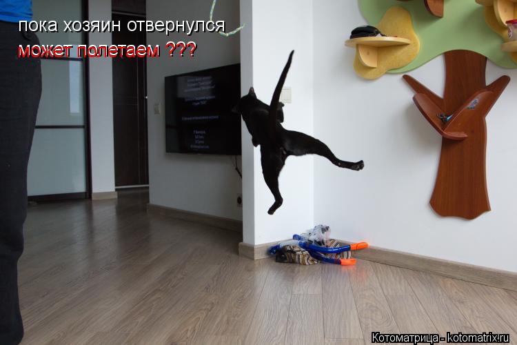 пока хозяин отвернулся может полетаем ??? может полетаем ???... Котоматрица: пока хозяин отвернулся может полетаем ??? может полетаем ???