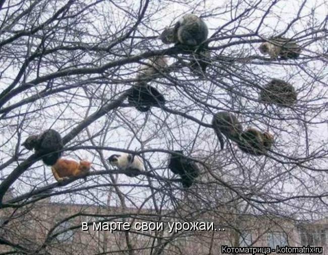 в марте свои урожаи...... Котоматрица: в марте свои урожаи...