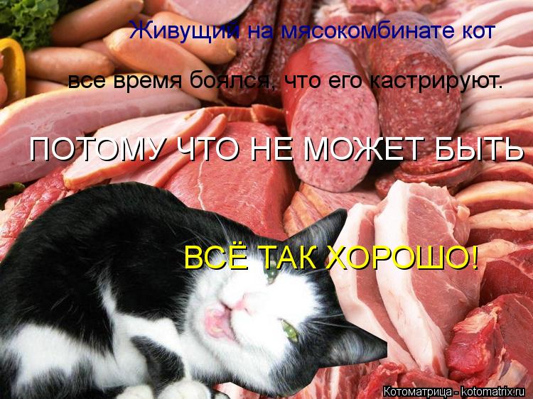 Живущий на мясокомбинате кот все время боялся, что его кастрируют. ПОТОМУ ЧТО НЕ МОЖЕТ БЫТЬ ВСЁ ТАК Х... Котоматрица: Живущий на мясокомбинате кот все время боялся, что его кастрируют. ПОТОМУ ЧТО НЕ МОЖЕТ БЫТЬ ВСЁ ТАК ХОРОШО!