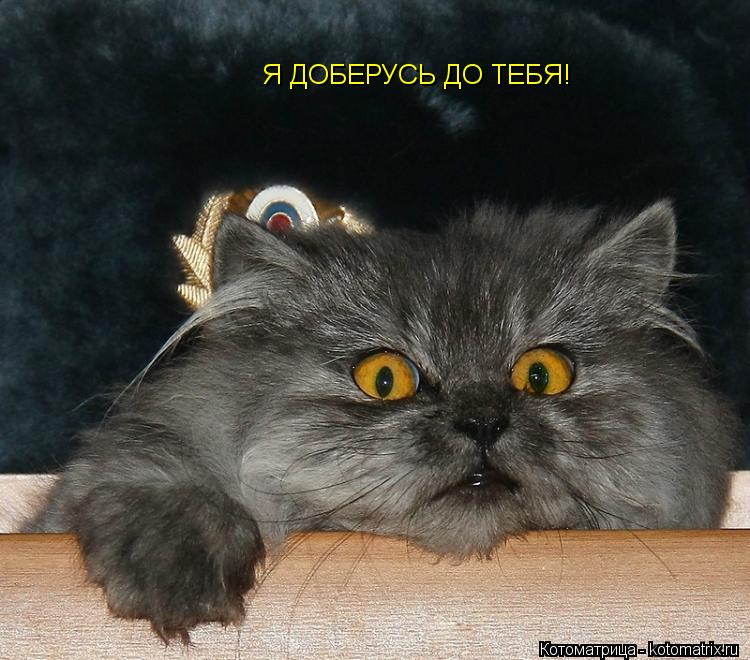 Я ДОБЕРУСЬ ДО ТЕБЯ!... Котоматрица: Я ДОБЕРУСЬ ДО ТЕБЯ!