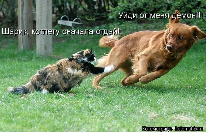 Уйди от меня демон!!! Шарик, котлету сначала отдай!... Котоматрица: Уйди от меня демон!!! Шарик, котлету сначала отдай!