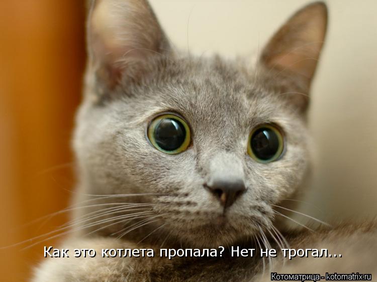 Как это котлета пропала? Нет не трогал...... Котоматрица: Как это котлета пропала? Нет не трогал...
