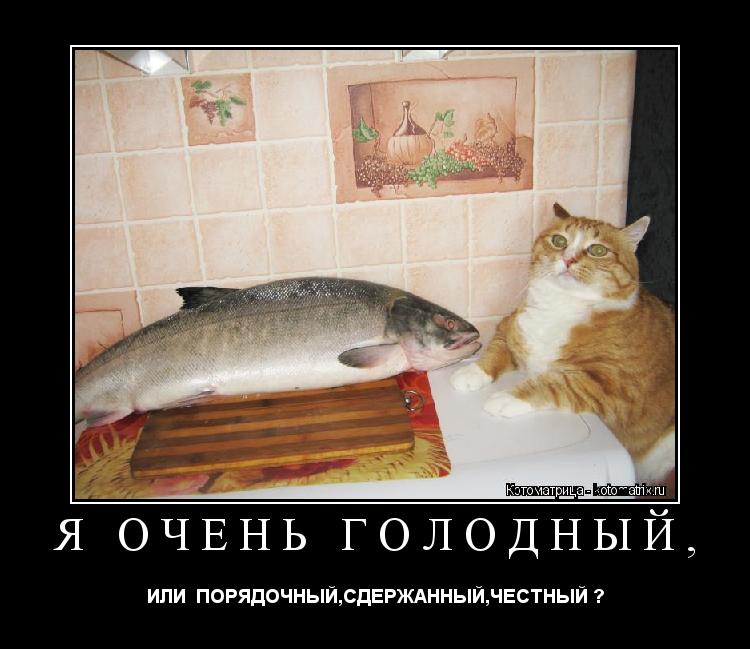Я ОЧЕНЬ ГОЛОДНЫЙ, ИЛИ ПОРЯДОЧНЫЙ,СДЕРЖАННЫЙ,ЧЕСТНЫЙ ?... Котоматрица: Я ОЧЕНЬ ГОЛОДНЫЙ, ИЛИ ПОРЯДОЧНЫЙ,СДЕРЖАННЫЙ,ЧЕСТНЫЙ ?
