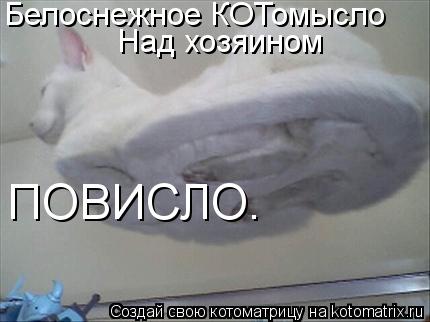 Белоснежное КОТомысло Над хозяином ПОВИСЛО.... Котоматрица: Белоснежное КОТомысло Над хозяином ПОВИСЛО.