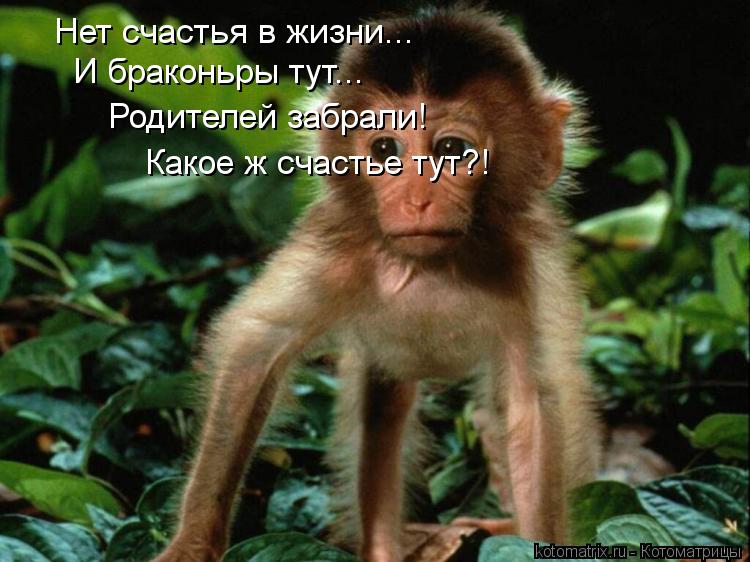 Нет счастья в жизни... И браконьры тут... Родителей забрали! Какое ж счастье тут?!... Котоматрица: Нет счастья в жизни... И браконьры тут... Родителей забрали! Какое ж счастье тут?!