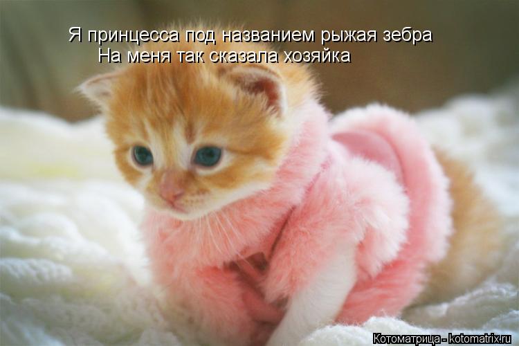 Я принцесса под названием рыжая зебра На меня так сказала хозяйка... Котоматрица: Я принцесса под названием рыжая зебра На меня так сказала хозяйка