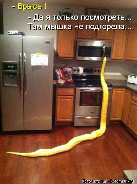 - Брысь ! - Да я только посмотреть... Там мышка не подгорела....... Котоматрица: - Брысь ! - Да я только посмотреть... Там мышка не подгорела....