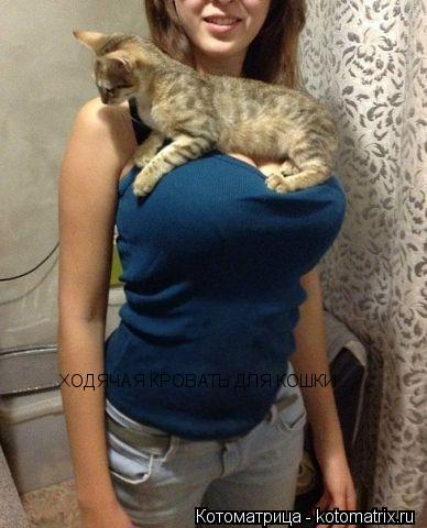 ХОДЯЧАЯ КРОВАТЬ ДЛЯ КОШКИ... Котоматрица: ХОДЯЧАЯ КРОВАТЬ ДЛЯ КОШКИ
