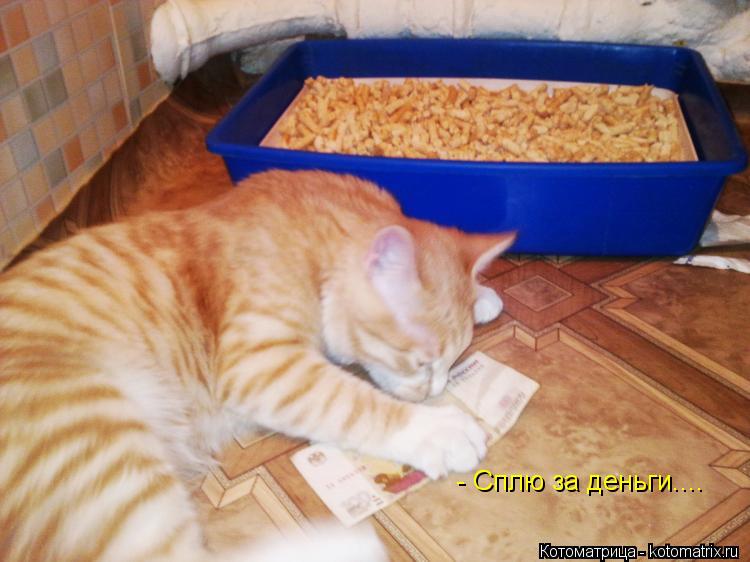 - Сплю за деньги....... Котоматрица: - Сплю за деньги....