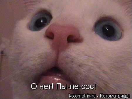 О нет! Пы-ле-сос!... Котоматрица: О нет! Пы-ле-сос!
