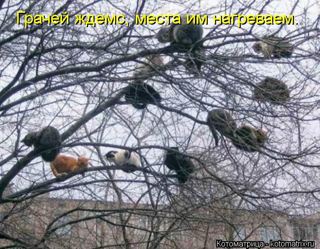 Грачей ждемс, места им нагреваем.... Котоматрица: Грачей ждемс, места им нагреваем.