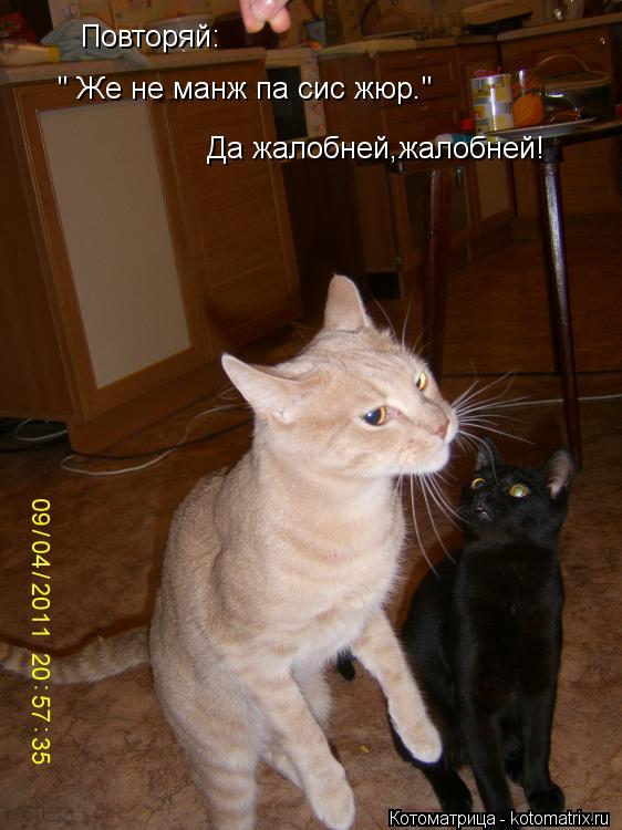 " Же не манж па сис жюр." Повторяй: Да жалобней,жалобней!... Котоматрица: " Же не манж па сис жюр." Повторяй: Да жалобней,жалобней!