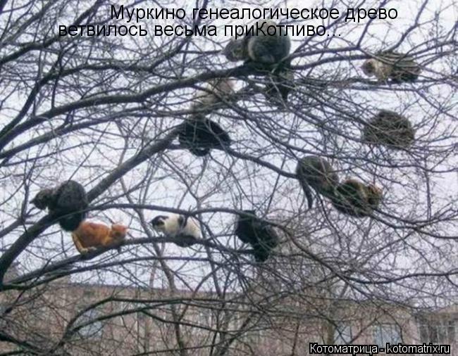 Муркино генеалогическое древо ветвилось весьма приКотливо...... Котоматрица: Муркино генеалогическое древо ветвилось весьма приКотливо...
