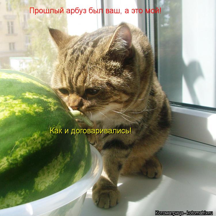Прошлый арбуз был ваш, а это мой! Как и договаривались!... Котоматрица: Прошлый арбуз был ваш, а это мой! Как и договаривались!