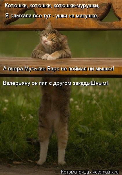 Котюшки, котюшки, котюшки-мурушки, А вчера Муськин Барс не поймал ни мышки! Я слыхала все тут - ушки ... Котоматрица: Котюшки, котюшки, котюшки-мурушки, А вчера Муськин Барс не поймал ни мышки! Я слыхала все тут - ушки на макушке. Валерьяну он пил с другом зака