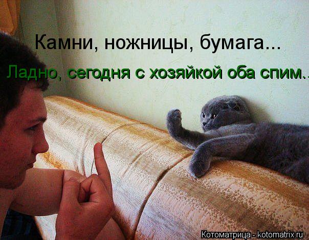 Камни, ножницы, бумага... Ладно, сегодня с хозяйкой оба спим..... Котоматрица: Камни, ножницы, бумага... Ладно, сегодня с хозяйкой оба спим..