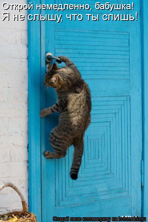 Открой немедленно, бабушка! Я не слышу, что ты спишь!... Котоматрица: Открой немедленно, бабушка! Я не слышу, что ты спишь!