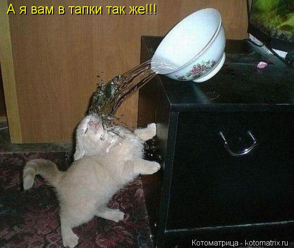 А я вам в тапки так же!!!... Котоматрица: А я вам в тапки так же!!!