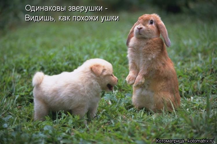 Одинаковы зверушки - Видишь, как похожи ушки... Котоматрица: Одинаковы зверушки - Видишь, как похожи ушки