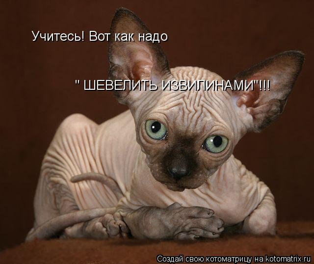 Учитесь! Вот как надо " ШЕВЕЛИТЬ ИЗВИЛИНАМИ"!!!... Котоматрица: Учитесь! Вот как надо " ШЕВЕЛИТЬ ИЗВИЛИНАМИ"!!!