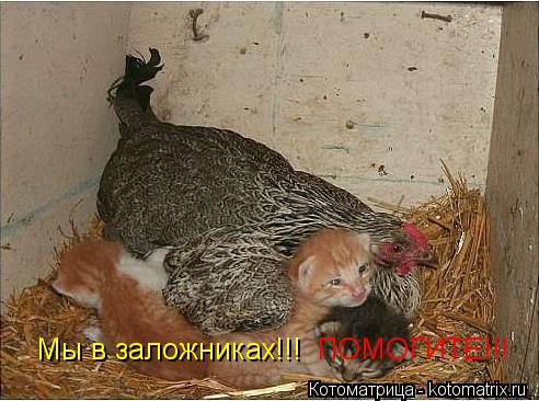 Мы в заложниках!!! ПОМОГИТЕ!!!... Котоматрица: Мы в заложниках!!! ПОМОГИТЕ!!!