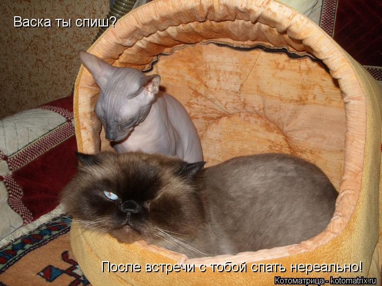 Васка ты спиш? После встречи с тобой спать нереально!... Котоматрица: Васка ты спиш? После встречи с тобой спать нереально!
