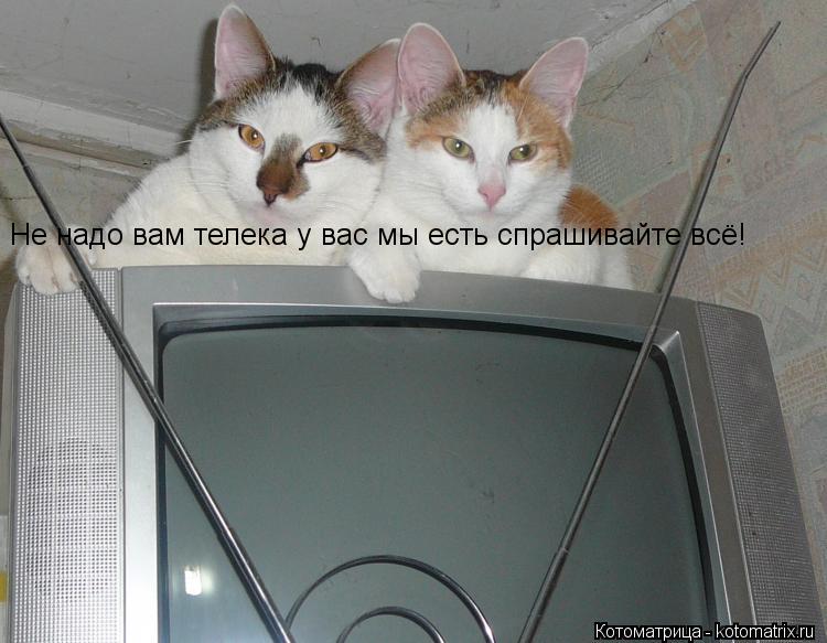 Не надо вам телека у вас мы есть спрашивайте всё!... Котоматрица: Не надо вам телека у вас мы есть спрашивайте всё!