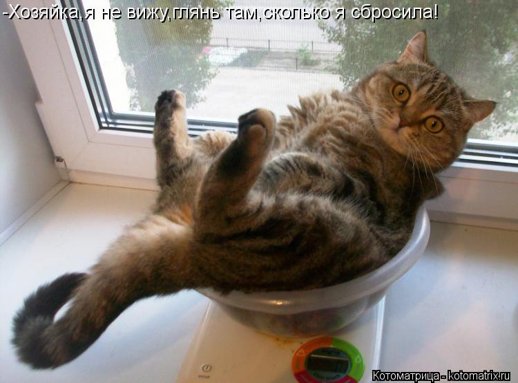 -Хозяйка,я не вижу,глянь там,сколько я сбросила!... Котоматрица: -Хозяйка,я не вижу,глянь там,сколько я сбросила!