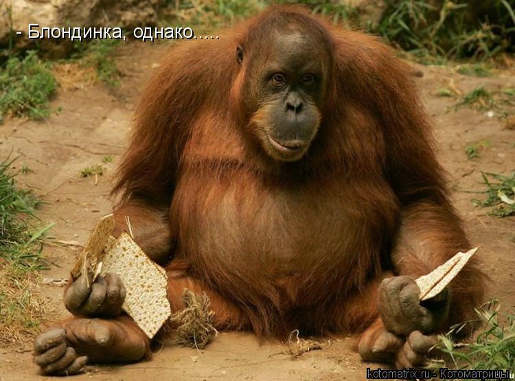 - Блондинка, однако........ Котоматрица: - Блондинка, однако.....