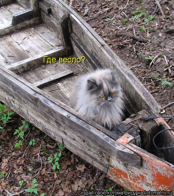 Где весло?... Котоматрица: Где весло?