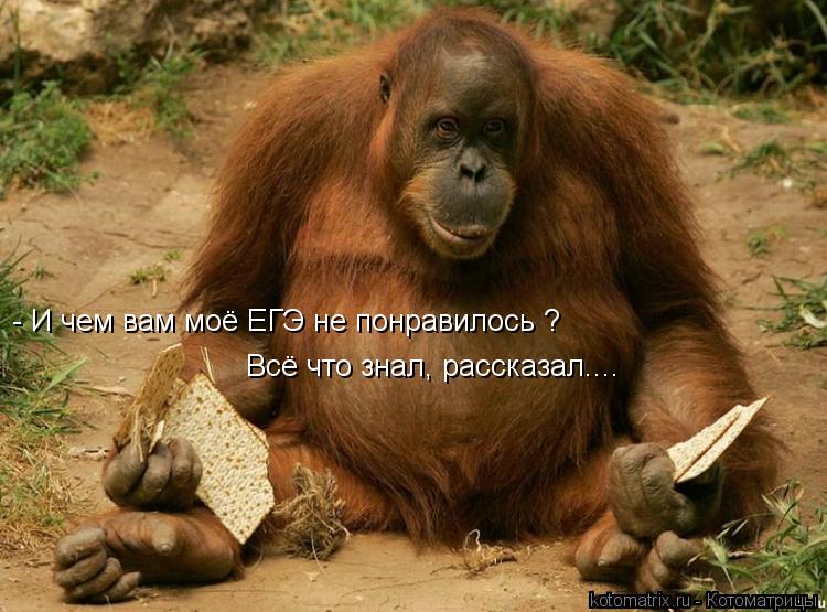 - И чем вам моё ЕГЭ не понравилось ? Всё что знал, рассказал....... Котоматрица: - И чем вам моё ЕГЭ не понравилось ? Всё что знал, рассказал....