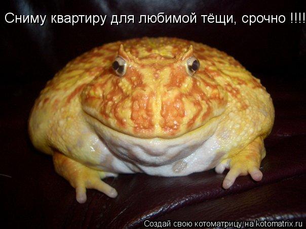 Сниму квартиру для любимой тёщи, срочно !!!!!... Котоматрица: Сниму квартиру для любимой тёщи, срочно !!!!!