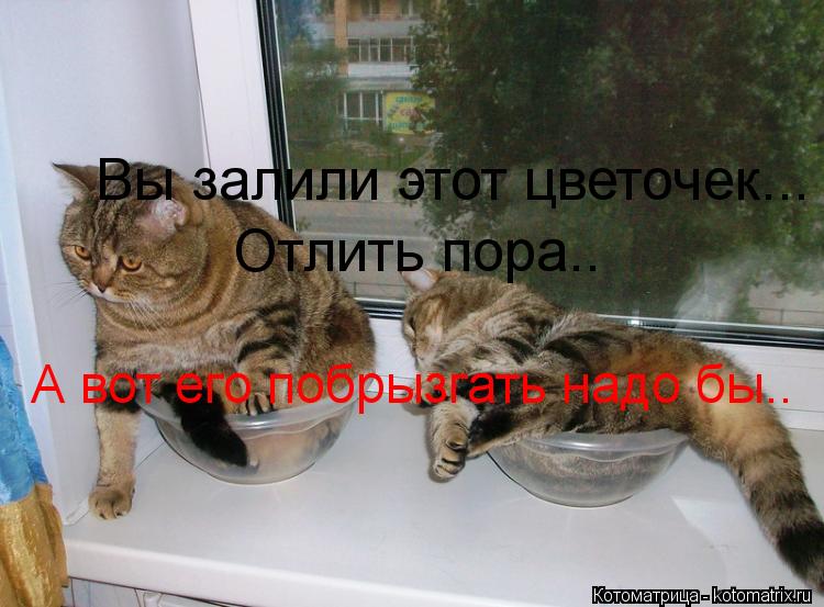 Вы залили этот цветочек... Отлить пора.. А вот его побрызгать надо бы..... Котоматрица: Вы залили этот цветочек... Отлить пора.. А вот его побрызгать надо бы..