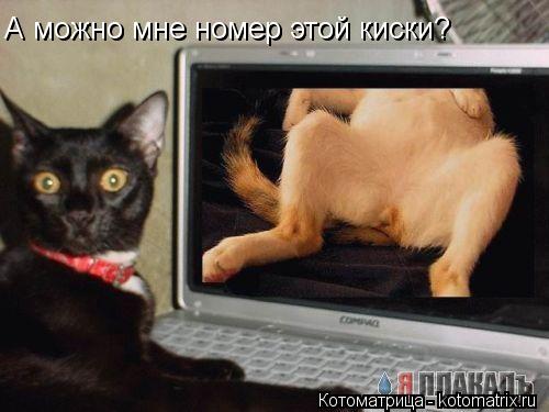 А можно мне номер этой киски? А можно мне номер этой киски?... Котоматрица: А можно мне номер этой киски? А можно мне номер этой киски?