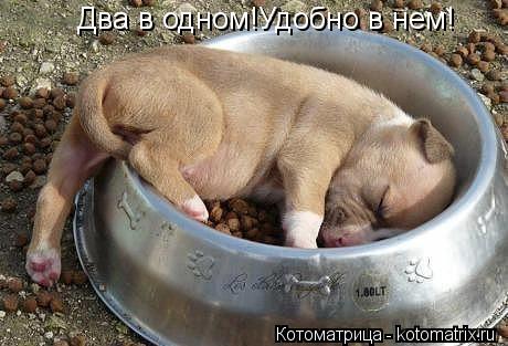 Два в одном!Удобно в нем!... Котоматрица: Два в одном!Удобно в нем!