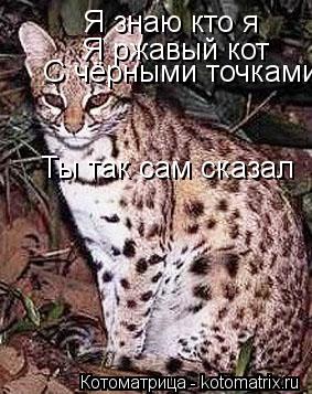 Я знаю кто я Я ржавый кот С чёрными точками Ты так сам сказал... Котоматрица: Я знаю кто я Я ржавый кот С чёрными точками Ты так сам сказал
