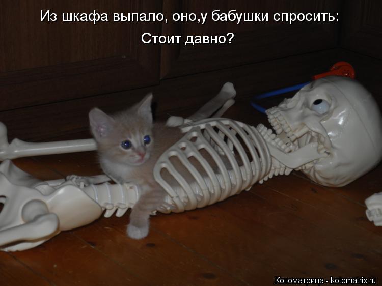 Из шкафа выпало, оно,у бабушки спросить: Стоит давно?... Котоматрица: Из шкафа выпало, оно,у бабушки спросить: Стоит давно?