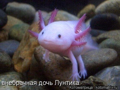 внебрачная дочь Лунтика.... Котоматрица: внебрачная дочь Лунтика.