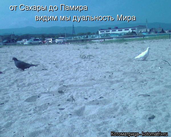 от Сахары до Памира видим мы дуальность Мира... Котоматрица: от Сахары до Памира видим мы дуальность Мира