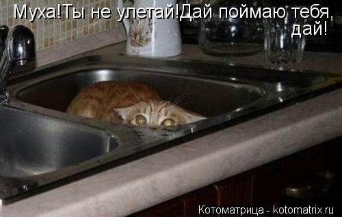 Муха!Ты не улетай!Дай поймаю тебя, дай!... Котоматрица: Муха!Ты не улетай!Дай поймаю тебя, дай!
